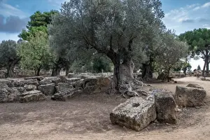 Agrigento Prints: Ancient olive tree