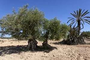 Ancient olive trees and date palm, Djerba, Tunisia
