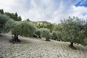 Images Dated 9th July 2014: Ancient Olive Trees -Olea europaea-, Buis-les-Baronnies, Drome, Rhone-Alpes, Provence, France