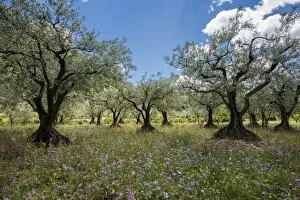 Grove Collection: Ancient Olive Trees -Olea europaea-, Buis-les-Baronnies, Drome, Rhone-Alpes, Provence, France