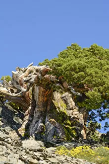 Images Dated 20th July 2015: Ancient Sierra Juniper (Eriogonum incanum), Lake Tahoe region, California, USA