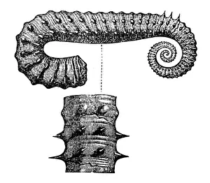 Ancyloceras Matheronianum, is an ammonite genus from the Early Cretaceous belonging to the Ancyloceratoidea