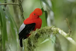 Images Dated 7th April 2017: Andean Cock-of-the-rock