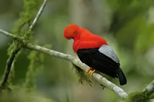 Images Dated 4th April 2017: Andean Cock-of-the-rock