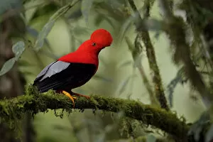 Images Dated 4th April 2017: Andean Cock-of-the-rock