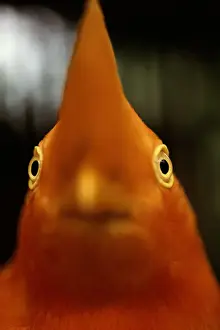 Andean cock of the rock (Rupicola peruviana), close-up