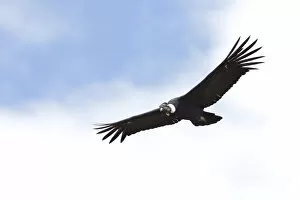 Images Dated 7th November 2017: Andean Condor (Vultur gryphus)