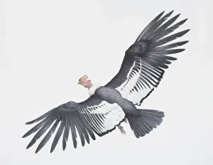 South America Prints: Andean condor, Vultur gryphus, large black and white wings with a turkey like head