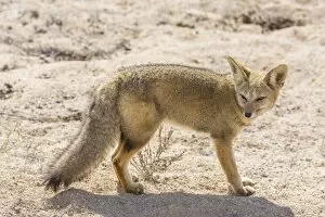 Images Dated 23rd October 2012: Andean Fox or Culpeo -Lycalopex culpaeus-, Atacama Region, Chile