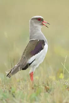 Images Dated 12th June 2015: Andean Lapwing
