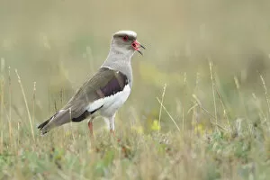 Images Dated 14th June 2015: Andean Lapwing