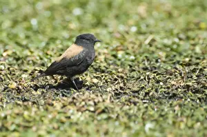 Andean Negrito (Lessonia oreas), Atacama desert, Antofagasta region, Chile, South America
