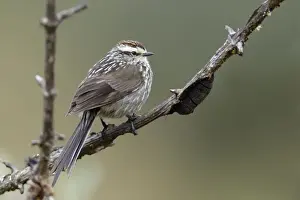 One Bird Prints: Andean Tit-spinetail (Leptasthenura andicola) resting
