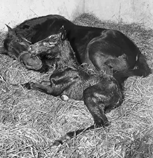 Hamburg Prints: Andromeda and Foal