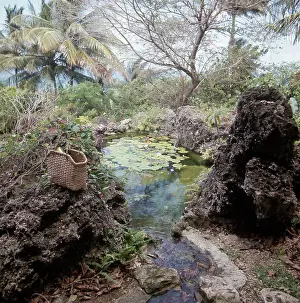 Barbados Prints: Andromeda Gardens Pond