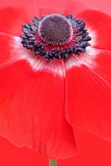 Floral Pattern Art Gallery: Anemone