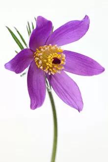 Images Dated 24th March 2011: Anemone