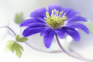 Images Dated 13th April 2018: Anemone Blanda