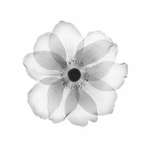 Delicate Gallery: Anemone flower head, X-ray