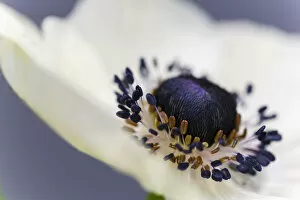 Images Dated 16th April 2014: Anemone, macro, Germany