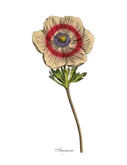 Anemone Plants, Victorian Botanical Illustration