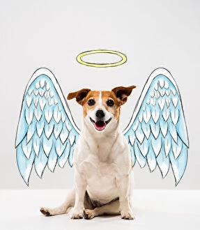 Images Dated 19th July 2016: Angel Dog
