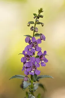 Images Dated 16th July 2013: Angelface -Angelonia spec.-, flowering, Lower Saxony, Germany