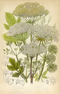 Images Dated 24th February 2016: Angelica, Fennel, Parsnip, Victorian Botanical Illustration