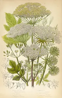 Spice Prints: Angelica, Fennel, Parsnip, Victorian Botanical Illustration