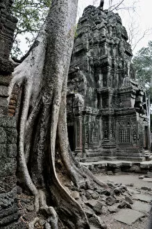 Vegetation Gallery: angkor, architecture, asia, asian, attraction, attractions, bayon, belief, botany