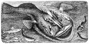 Angler (Lophius piscatorius)