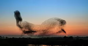 Images Dated 20th February 2013: Anglesey Starlings - or a dolphin in the sky?
