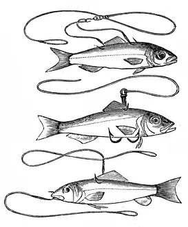 Fishing Prints: Angling, fish baits on hooks