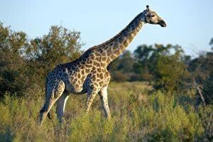 Angolan Giraffe or Smoky Giraffe -Giraffa camelopardalis angolensis-, Okavango Delta, Botswana, Africa