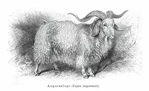 Images Dated 31st May 2016: Angora goat engraving 1897