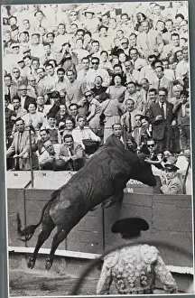 Barcelona Prints: Angry Bull Lunging Towards Spectators