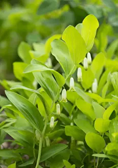 Angular Solomons Seal or Scented Solomons Seal -Polygonatum odoratum-, flowering, Thuringia, Germany