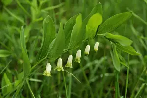 Raindrop Prints: Angular Solomons Seal or Scented Solomons Seal -Polygonatum odoratum- with raindrops