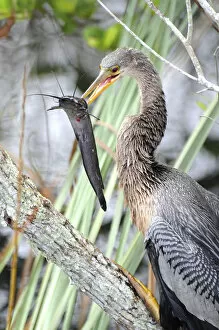 Images Dated 7th December 2007: Anhinga, Anhinga anhinga, with a walking catfish, Clarias batrachus, that it just caught