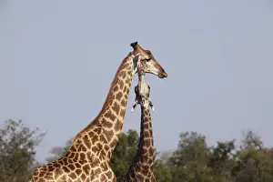 animal, animal behavior, animals in the wild, blue sky, browser, caring, color, copy space