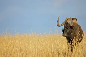 animal, animal themes, animals in the wild, beauty in nature, blue wildebeest, clear sky