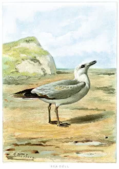 Seagull Gallery: Animal, Animal Themes, Animals In The Wild, Antique, Art, Beach, Biology, Bird, Bird Watching