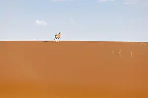 Antelope Prints: animal, animal themes, antelope, barren, clear sky, color image, colour image, copy space