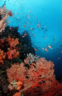 imageBROKER Collection Gallery: Magical Underwater World