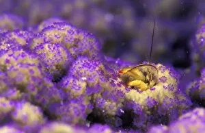animal, antennae, behaviour, body part, cleaning, color, colour, coral, coral hermit crab