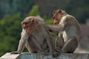 Images Dated 3rd March 2012: Animal Behavior