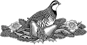 Evergreen Prints: animal, bird, black and white, christmas, evergreen, flower, fruit, horizontal