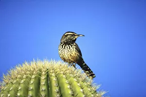Hemera Gallery: animal, bird, blue sky, cactus, day, full-length, needles, nobody, outdoor, standing