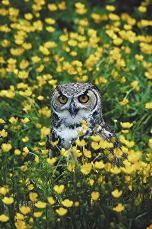 Lawn Collection: animal, bird, bubo virginianus, buttercups, day, feathers, field, flowers, great horned owl