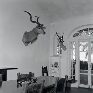 Antelope Prints: Animal Busts Hanging in Ernest Hemingway's Home